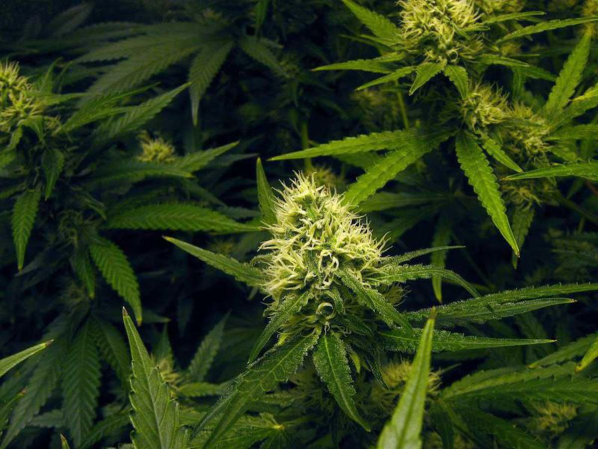 Cannabis